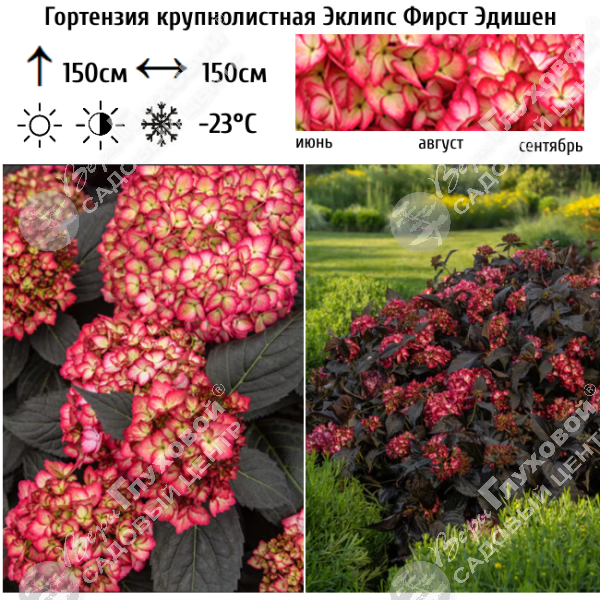 Гортензия крупнолистная "Эклипс Фирст Эдишен" на фото