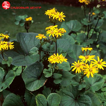 Основное изображение товара