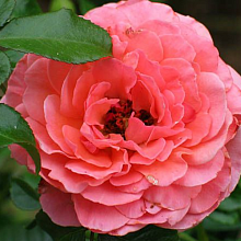 Основное изображение товара