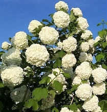 Калина обыкновенная 