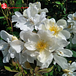 Роза мускусная 