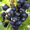 Смородина черная Пигмей (средний сорт) С3