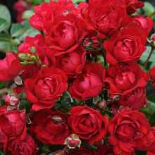 Основное изображение товара