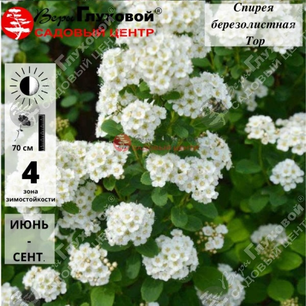 Спирея березолистная "Тор" на фото