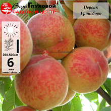 Персик Гринсборо (средний сорт)