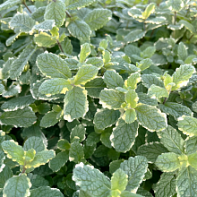 Основное изображение товара