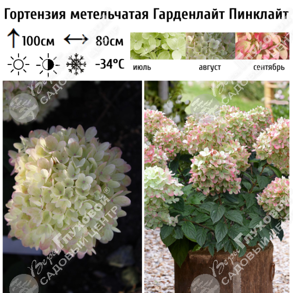 Гортензия метельчатая "Гарденлайт Пинклайт" на фото