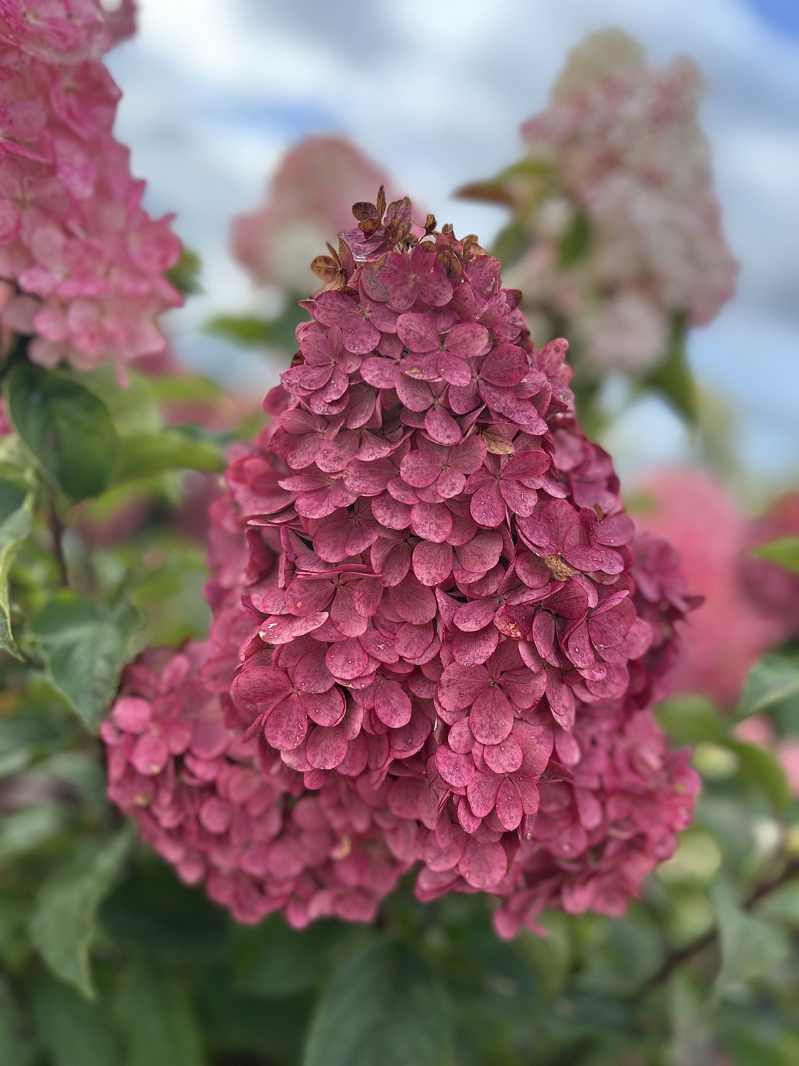 Популярная и востребованная Ванилла