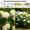 Гортензия древовидная "Баунти" на фото