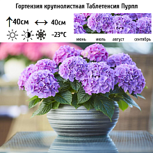 Основное изображение товара