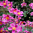 Анемона японская 