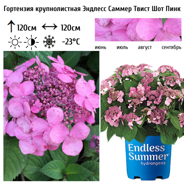 Основное изображение товара