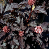 Пузыреплодник калинолистный (Physocarpus opulifolius) Пантера С3 СП/25