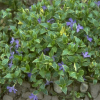 Барвинок малый (Vinca minor) Аргентеовариегата С3 ГлХ/25