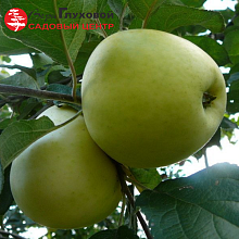 Рисунок 266.jpg