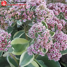 Основное изображение товара