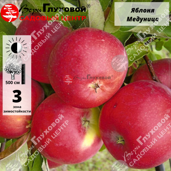 Яблоня "Медуница" на фото