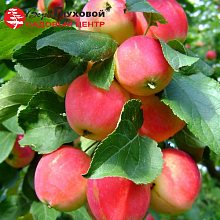 Основное изображение товара