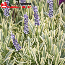 Основное изображение товара