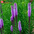 Лиатрис колосковый 