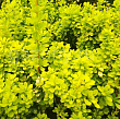 Барбарис Тунберга 