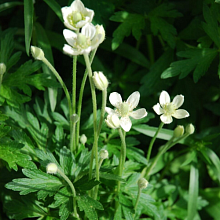 Основное изображение товара