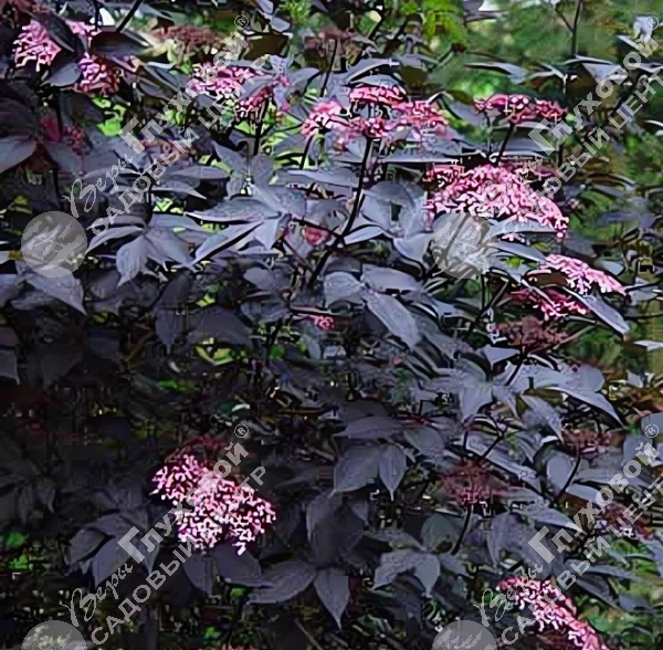 Бузина черная "Блек Тауэр" на фото