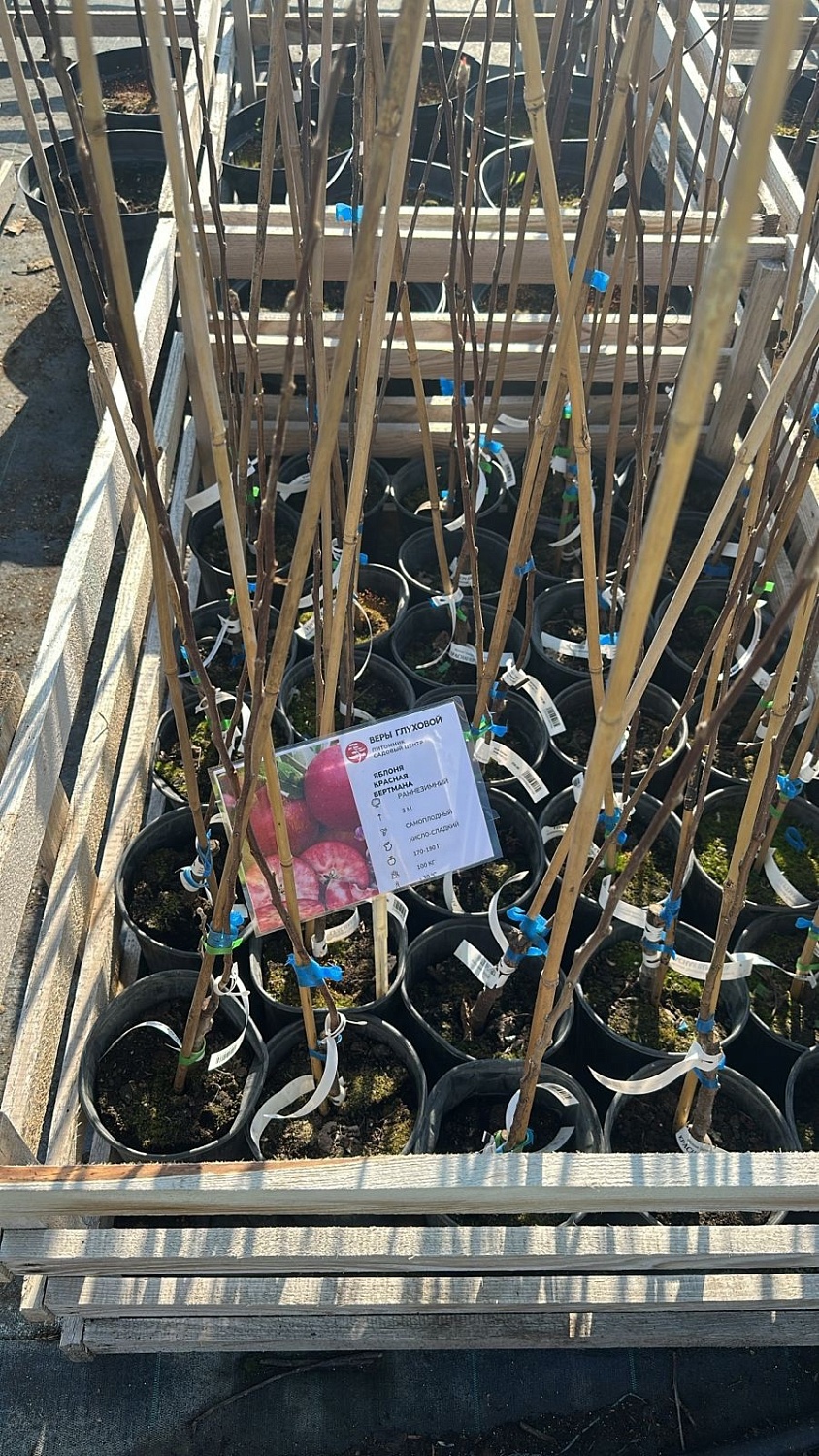 Розовая мякоть, восхитительный вкус – красномясые яблони в продаже!