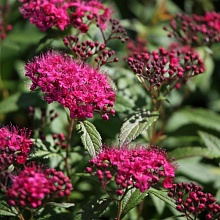 Основное изображение товара