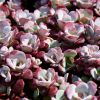 Очиток лопатчатолистный (Sedum spathulifolium) Пурпуреум С1,5 НСп/26