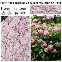 Основное изображение товара