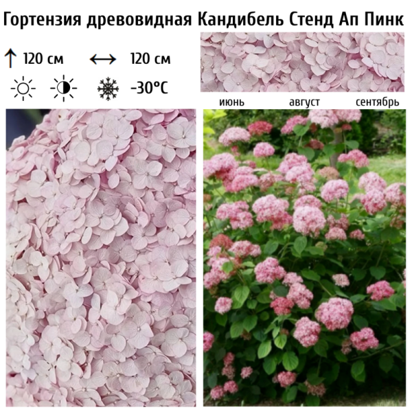 Основное изображение товара