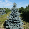 Ель колючая (Picea pungens) Ольденбург 70-80 С20 ГЕ/25
