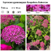 Гортензия древовидная (Hydrangea arborescens) Кандибель Вайнегам С3 НАп/26