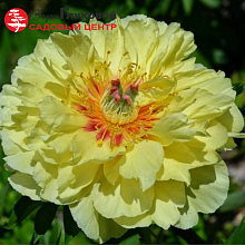 Основное изображение товара