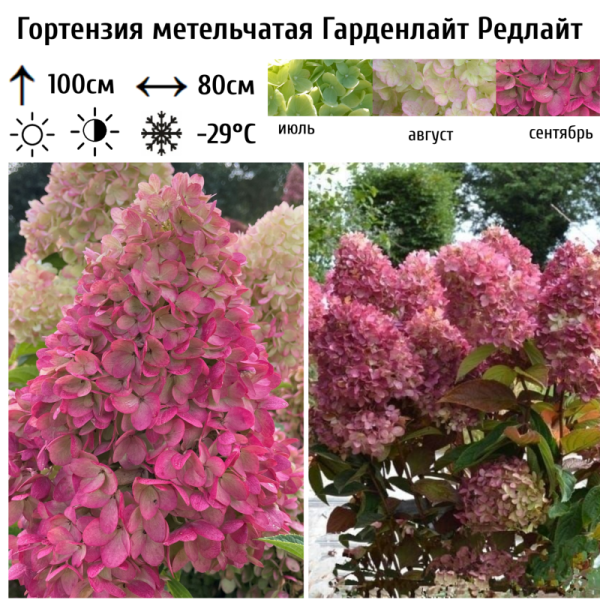 Основное изображение товара