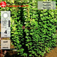 Барбарис Тунберга 