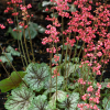 Гейхера гибридная (Heuchera x hybrida) Пеперминт Спайс С3 СП/24