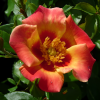 Роза миниатюрная (Rosa) Sunshine Babylon Eyes С7 НАп/26