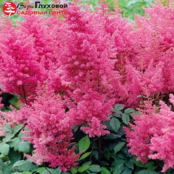 Основное изображение товара