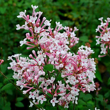 Основное изображение товара