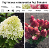 Гортензия метельчатая "Ред Вельвет" на фото
