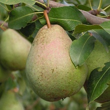 Основное изображение товара