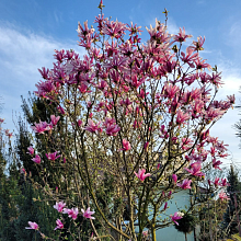 Основное изображение товара