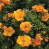 Лапчатка кустарниковая "Мармелад" на фото