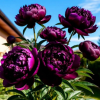 Пион древовидный (Paeonia suffruticosa) Пурпл Р11 ГлХ/26