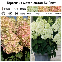 Основное изображение товара