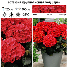 Основное изображение товара